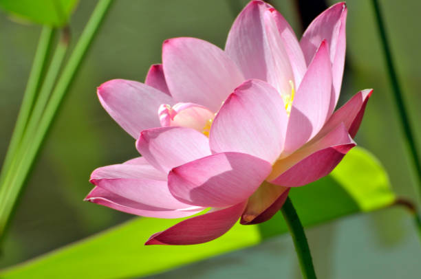istock Beauty in nature 980539712