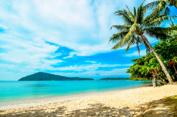 istock Empty beach with a palm tree on a tropical island. Vacation at the sea 980540190