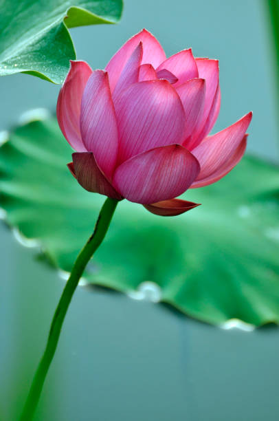 istock Beauty in nature 980540248