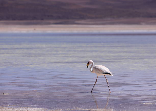 istock Flamingo in Bolivia Altiplano 98054396