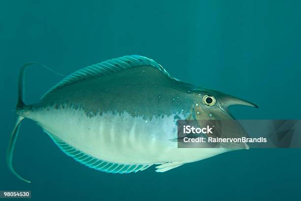 Nasendoktorfisch Stockfoto und mehr Bilder von Nasendoktorfisch - Nasendoktorfisch, Blau, Einhorn