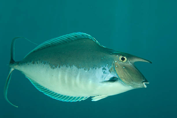 Unicornfish  unicorn fish stock pictures, royalty-free photos & images