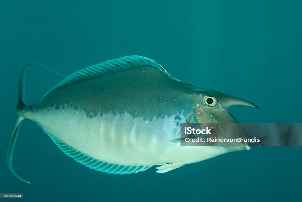 Unicornfish - Royalty-free Unicórnio-de-espigão-laranja Foto de stock