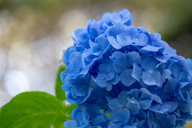 istock Hydrangea pictured in Mobara city, Chiba prefecture, Japan 980547142