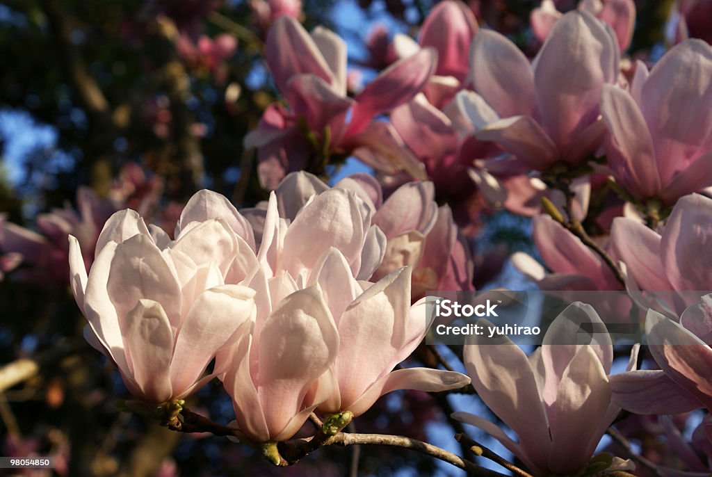 magnolia blossoms in sunlight  Beauty In Nature Stock Photo