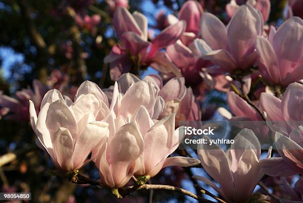 Magnolia Blossoms In Sunlight Stock Photo - Download Image Now - Beauty In Nature, Blossom, Blue