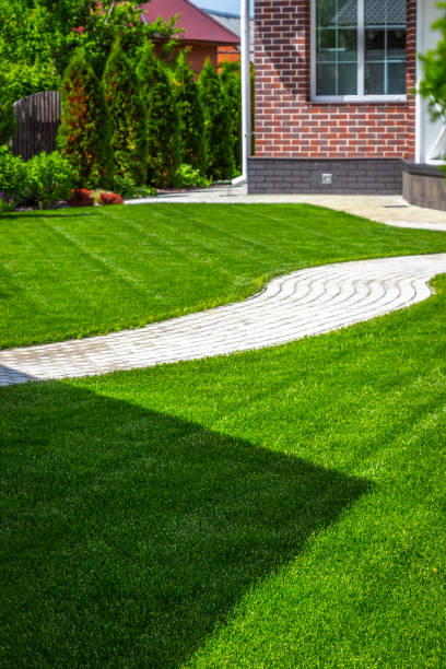 istock Beautiful lawn in the backyard 980553424