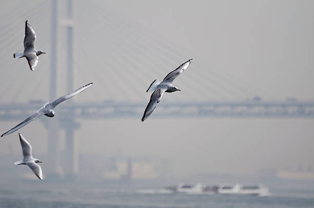 istock Seagulls in flight over the bay in Yokohama 98055366