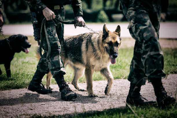 soldado con perros de trabajo militar. - perro adiestrado fotografías e imágenes de stock