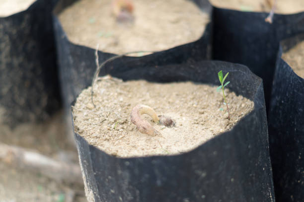 Durian seeds in black plastic for sapling cultivation prepared for durian tree