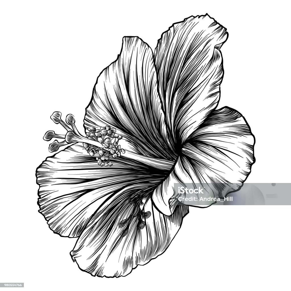 Ilustración de Hibisco Flor Pluma Y Tinta Vector Dibujo y más Vectores Libres de Derechos de Flor - Flor, Hibisco, Dibujar - iStock Ilustración de Hibisco Flor Pluma Y Tinta Vector Dibujo y más Vectores Libres de Derechos de Flor - Flor, Hibisco, Dibujar - iStock
