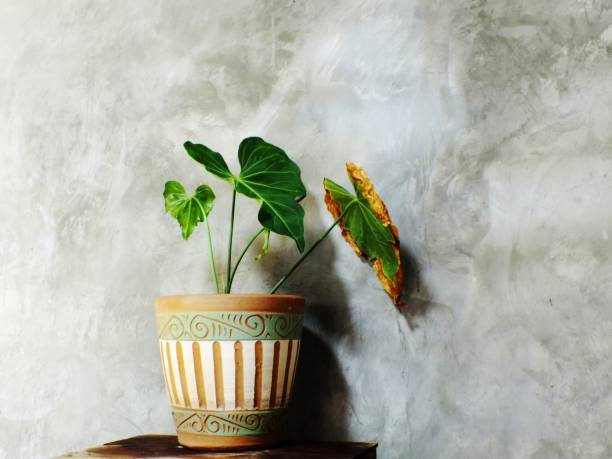 istock green tree on flower pot and space background 980557450