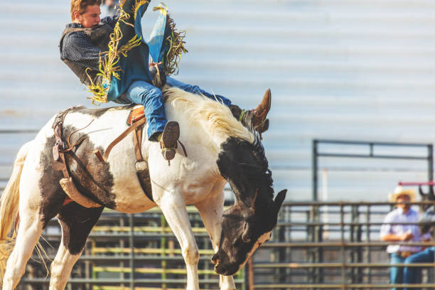 istock Utah Cowboy Saddle Bronc Bareback Riding Western Outdoors and Rodeo Stampede Roundup Riding Horses Herding Livestock 980559814