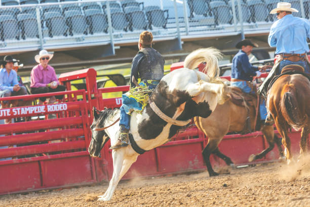 istock Utah Cowboy Saddle Bronc Bareback Riding Western Outdoors and Rodeo Stampede Roundup Riding Horses Herding Livestock 980559848