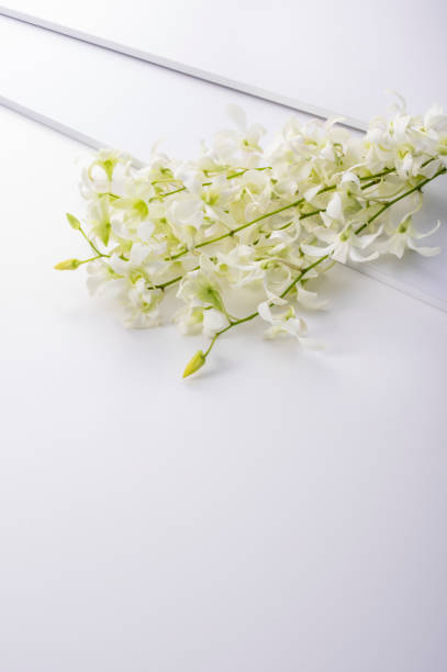 istock image of a white orchid 980559992