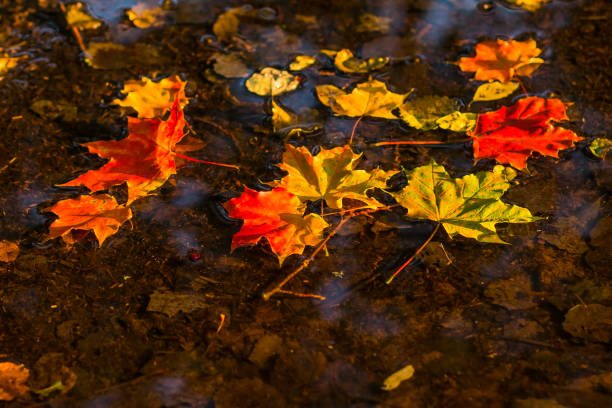 istock yellow fallen leaves lie on the surface of the puddle in autumn. Selective focus. copy space. october concept.colorful maple leaves. 980560342