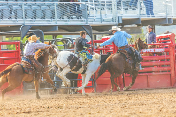 istock Utah Cowboy Saddle Bronc Bareback Riding Western Outdoors and Rodeo Stampede Roundup Riding Horses Herding Livestock 980565566