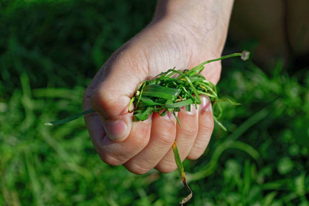 Child's hand holds a bunch of green grass lose-up
