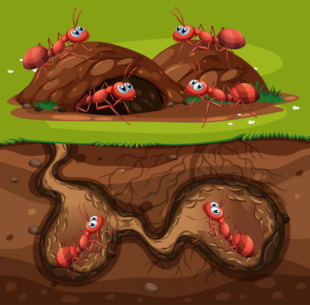 группа рабочих муравьев в дыре - anthill stock illustrations