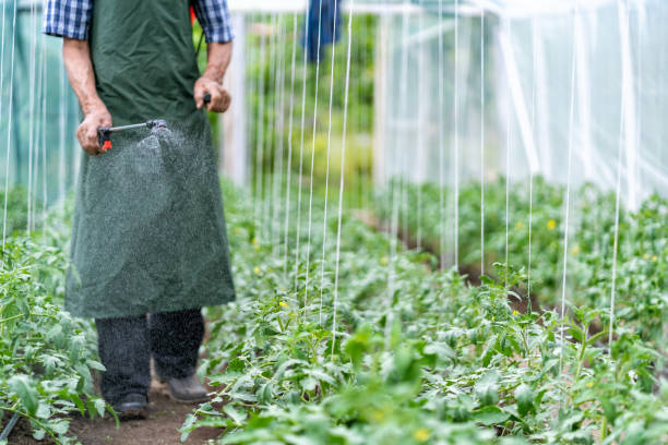 istock Senior farmer spraying plants 980595922