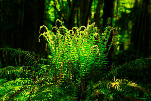 a picture of an exterior Pacific Northwest forest with Sword ferns