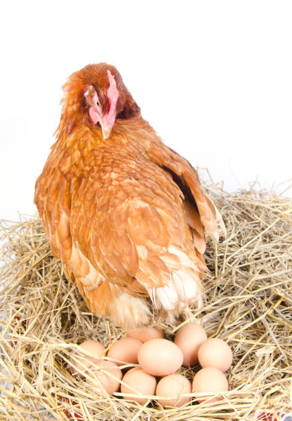 istock Brown red hen isolated on white 980610298