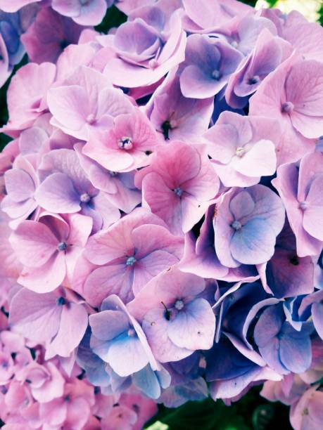 istock Hydrangea flowers are produced from early spring to late autumn 980610322