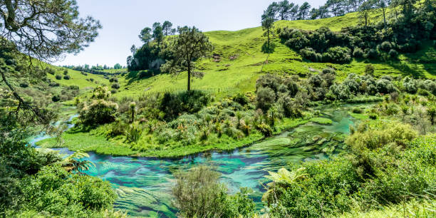 istock Blue Spring which is located at Te Waihou Walkway,Hamilton New Zealand. 980614318