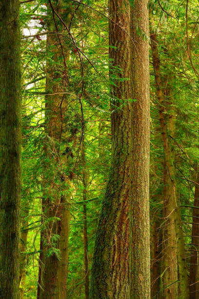 istock Pacific Northwest forest and Douglas fir trees 980614758