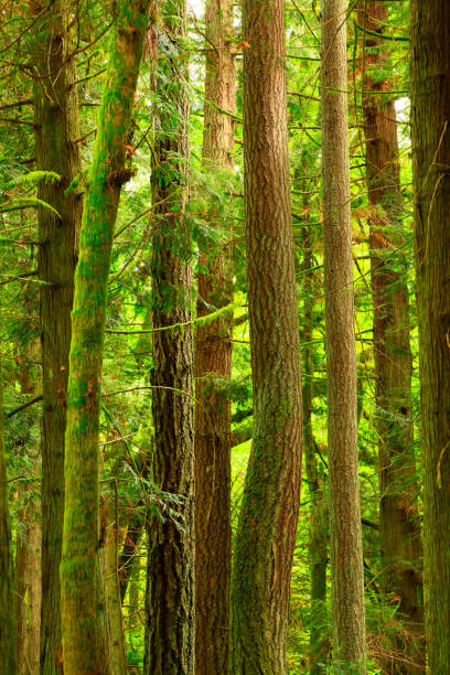 istock Pacific Northwest forest and Douglas fir trees 980614776