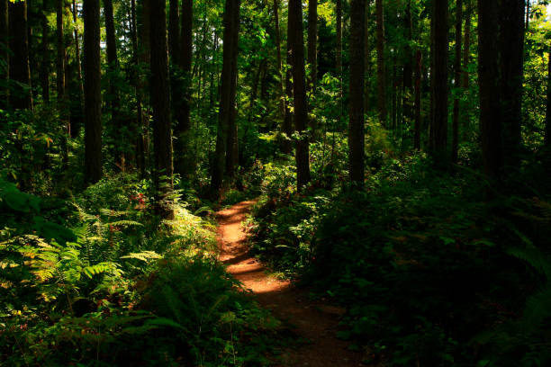istock Pacific Northwest forest hiking trail 980615994