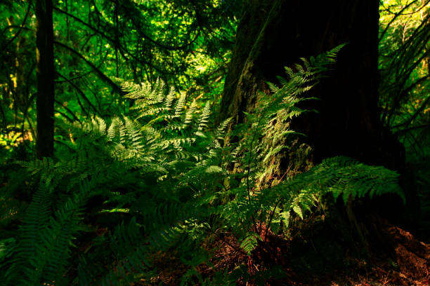 istock Pacific Northwest forest and Sword ferns 980618376