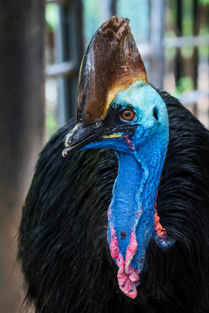 faccia da vicino casuaria. - beak bird blue cassowary foto e immagini stock