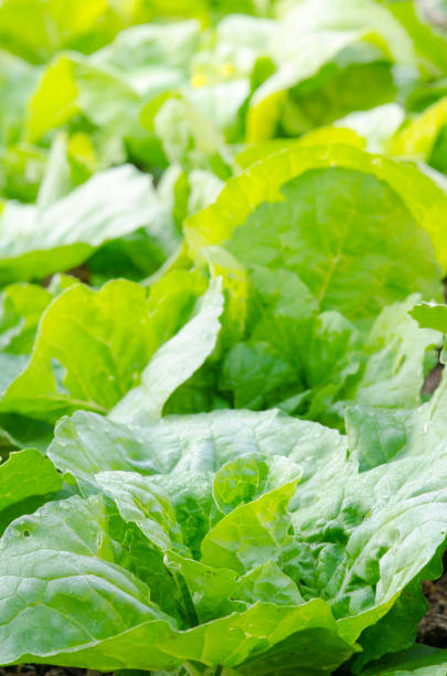 istock Fresh green lettuce close-up after the rain. 980619430