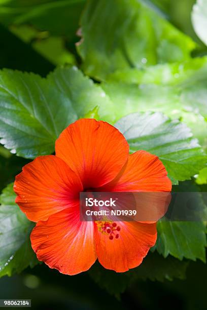 Foto de Flor De Hibisco e mais fotos de stock de Hibisco - Hibisco, Laranja - Descrição de Cor, Arbusto