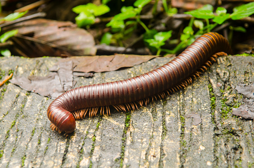 Giant millipede in the tropical jungle forest, Thailand