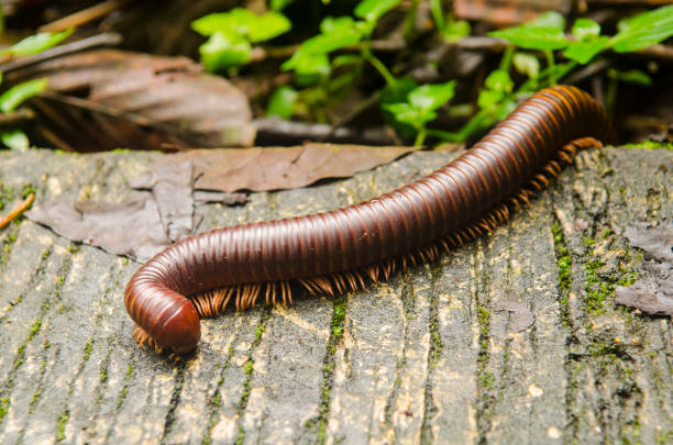 centopeia gigante na floresta tropical da selva, tailândia - spiral shape red shiny - fotografias e filmes do acervo