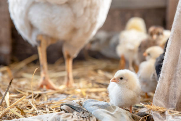 istock Cute beautiful little chicken looking at the camera 980622550