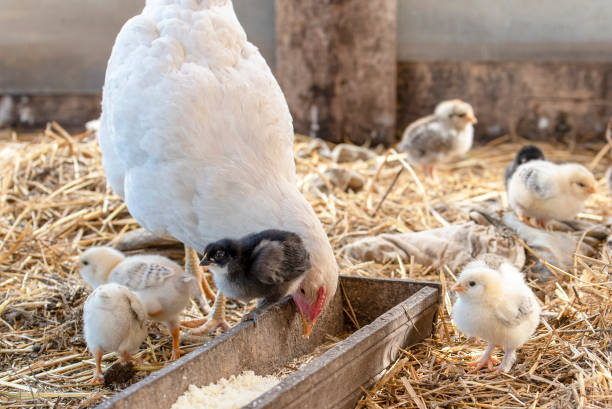 istock White chicken and little cute chickens in the cage 980622572
