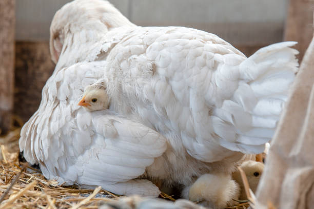 Little cute beautiful chickens lie under their mother's chicken