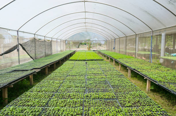 istock Lettuce growing in lines in plastic green house 980622868