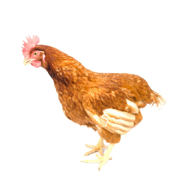 istock Brown red hen isolated on white 980623482
