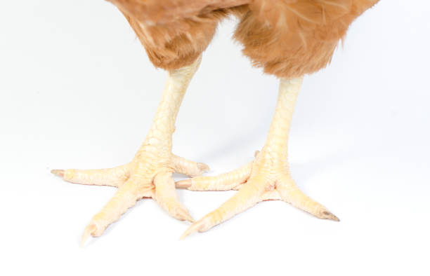 istock Brown red hen isolated on white 980623534