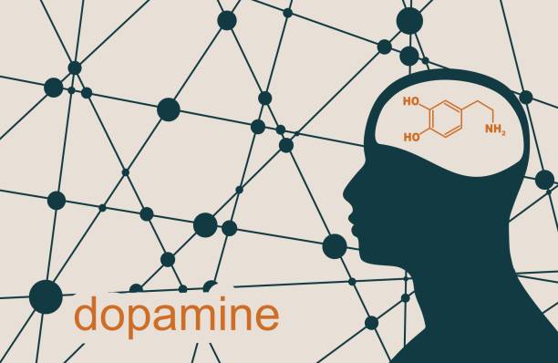 Man profile view. Silhouette of a man head. Mental health relative brochure, report design template. Scientific medical designs. Connected lines with dots. Dopamine hormone formula dopamine stock illustrations