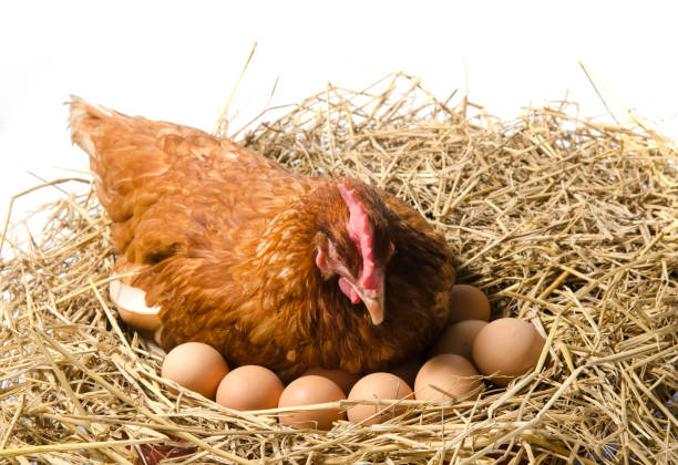istock Brown red hen isolated on white 980623654