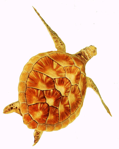 istock Sea turtle on the white background 980626888