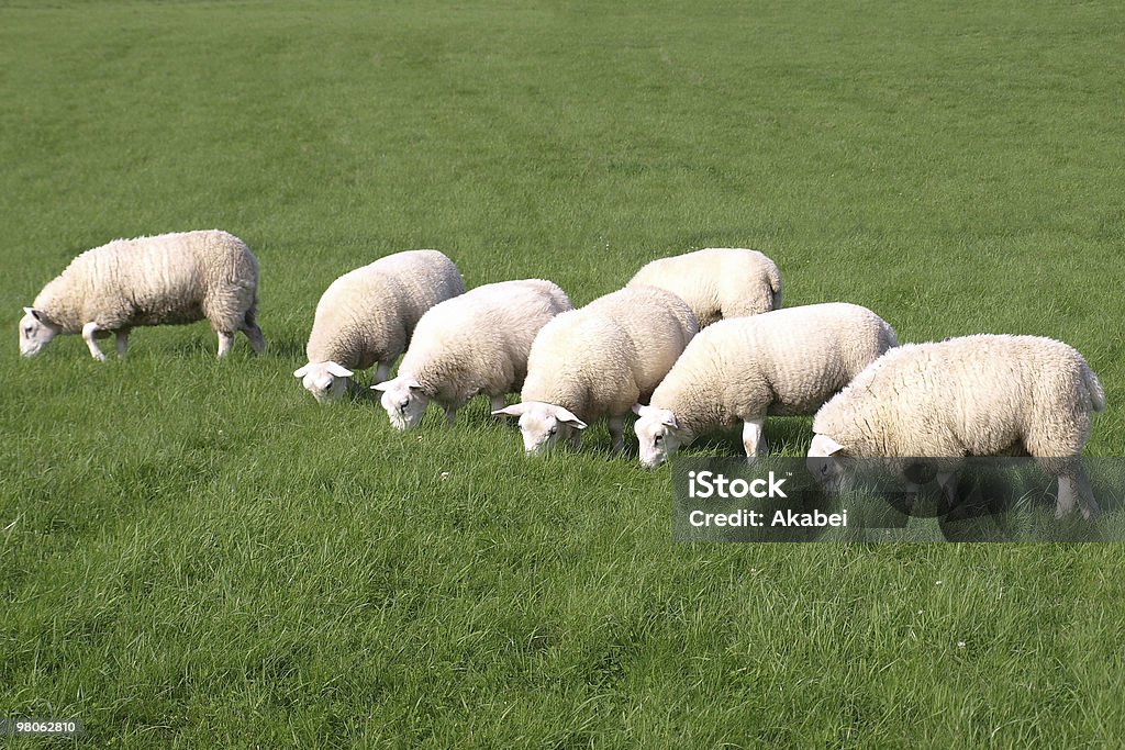 Flock of Sheep - Lizenzfrei Agrarbetrieb Stock-Foto