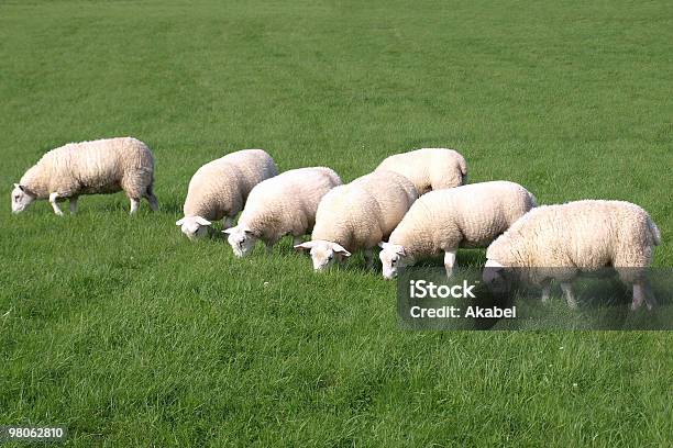 Flock Of Sheep Stockfoto und mehr Bilder von Agrarbetrieb - Agrarbetrieb, Bildhintergrund, Farbbild