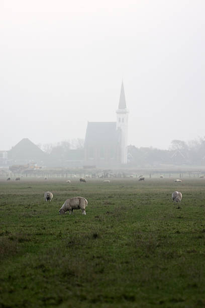 The church of Den Hoorn on the island of Texel in The Netherlands on a sunny day. A field with sheep and little lambs in the front.
