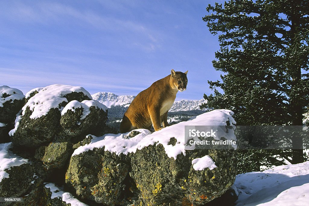 ライオン冬の山の風景 - カラー画像のロイヤリティフリーストックフォト